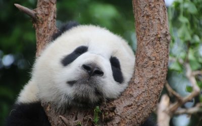 Google Panda et la création de contenu de qualité : 6 étapes à suivre