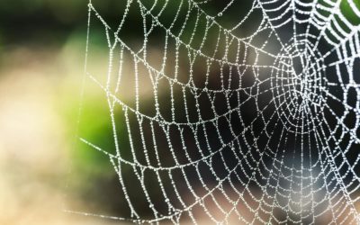 Comment le Netlinking a transformé le référencement d’un site