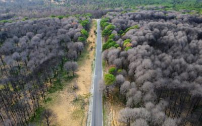 L’Indre-et-Loire mise sur L’IA pour lutter contre les feux de forêt