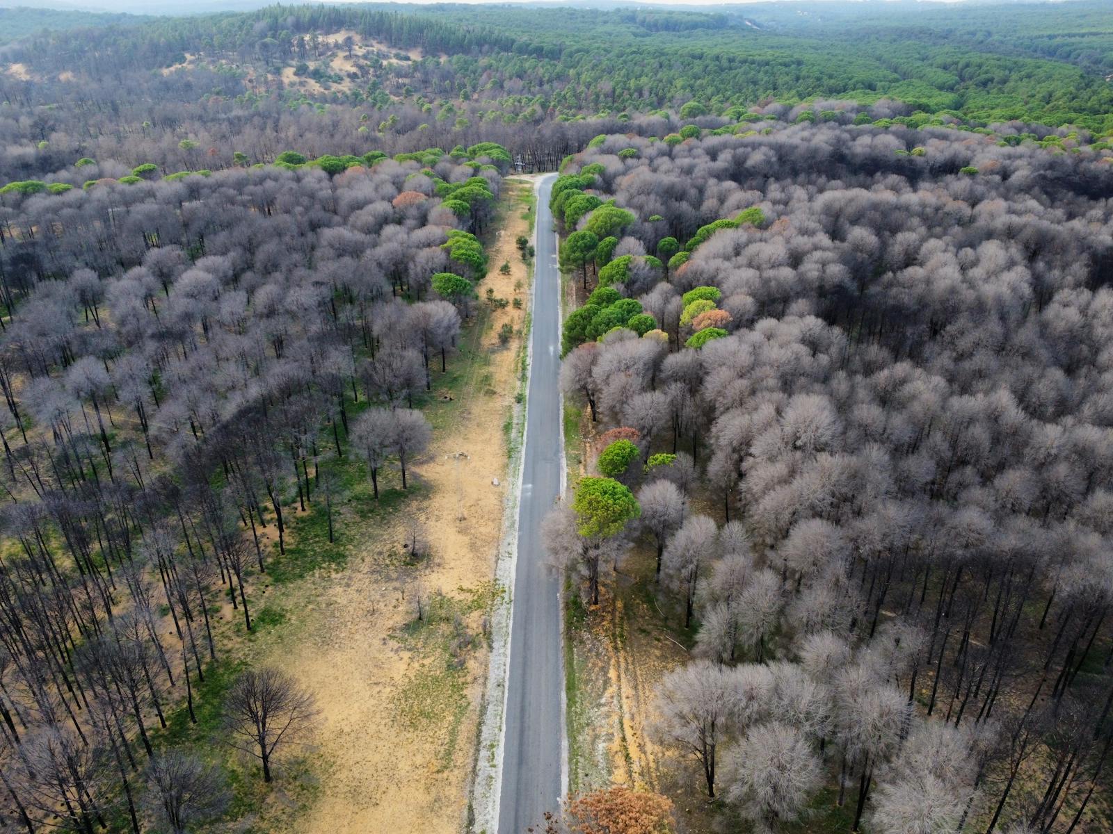 L'ia en prévention des feux de forêt